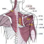 肩と腕の筋肉と経絡の関係　－　「すいな」テキスト010