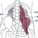 腰・臀部・下肢の筋肉と経絡の関係　－　「すいな」テキスト012