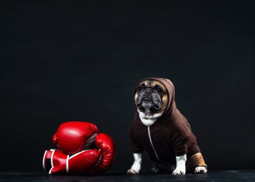a-french-bulldog-in-a-hoodie-with-boxing-gloves